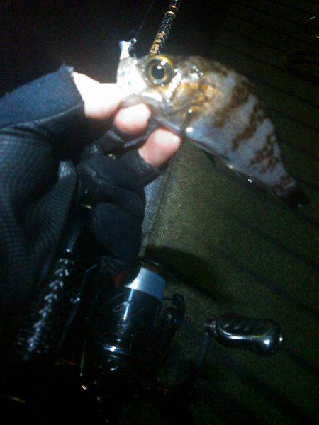 メバリングアジング